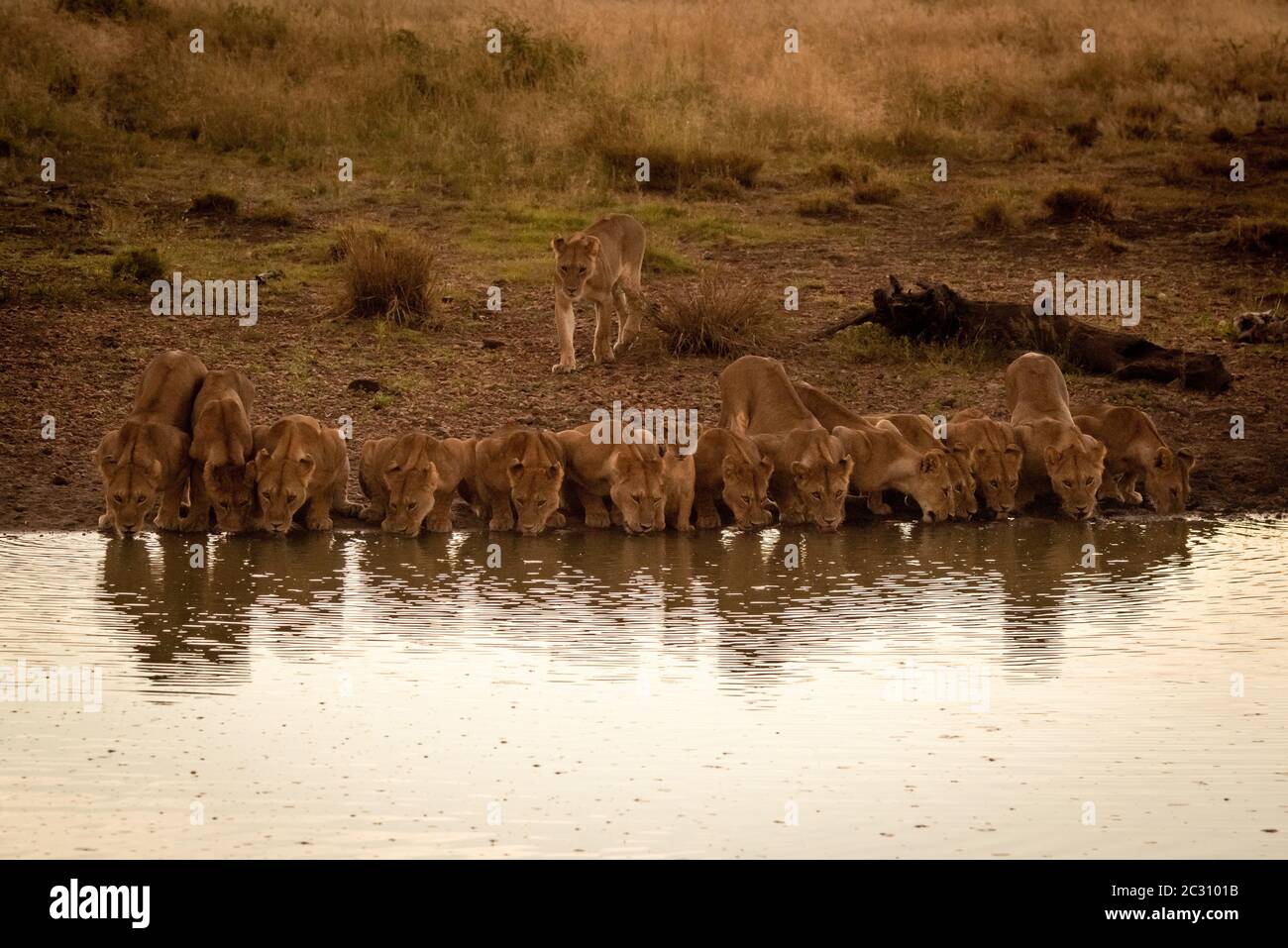 Catorce leones mentira bebiendo de orificio de agua Foto de stock