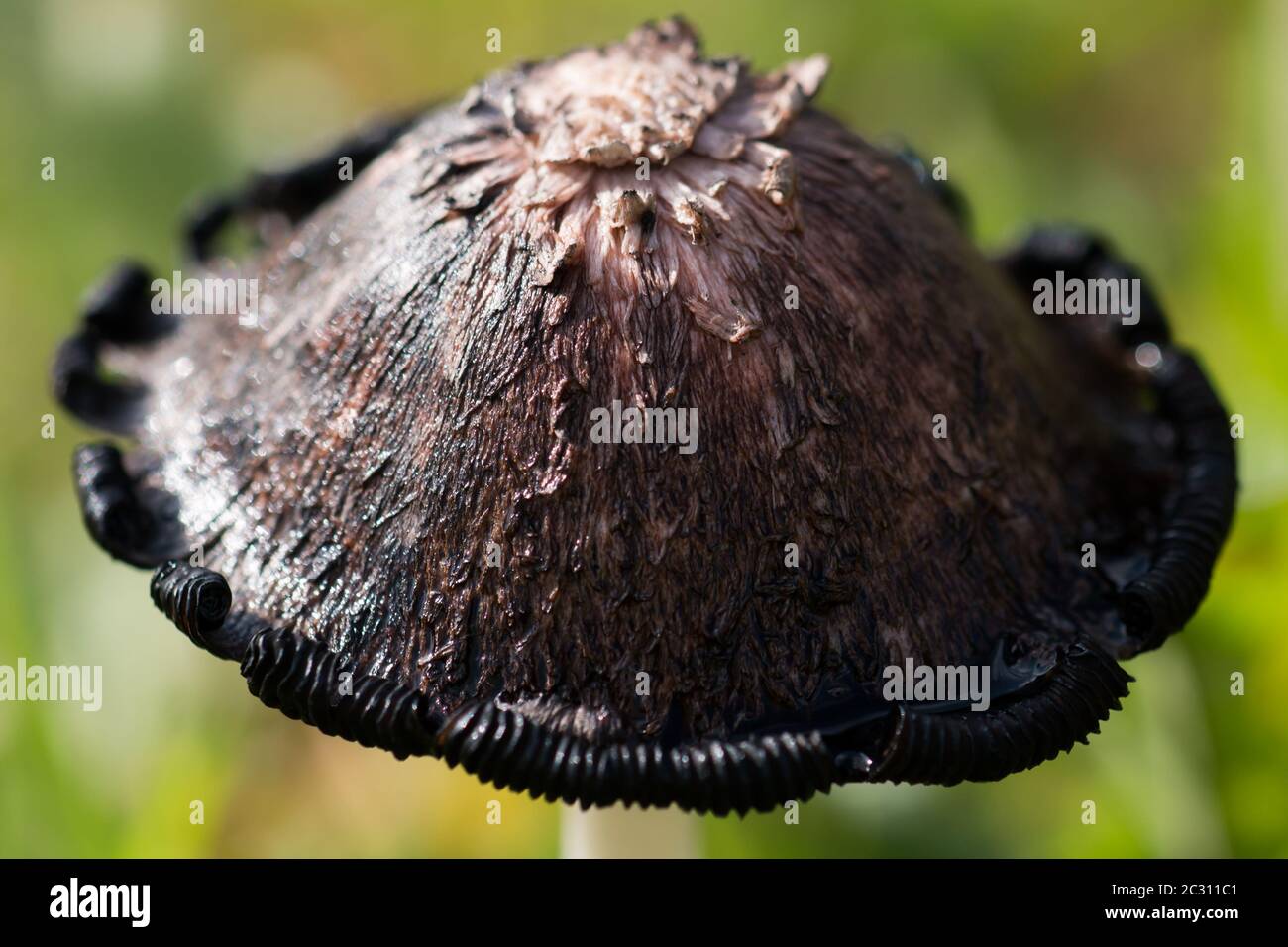 Vista de cerca de la tapa de un mane de chechagga en descomposición (Coprinus comatus) Foto de stock