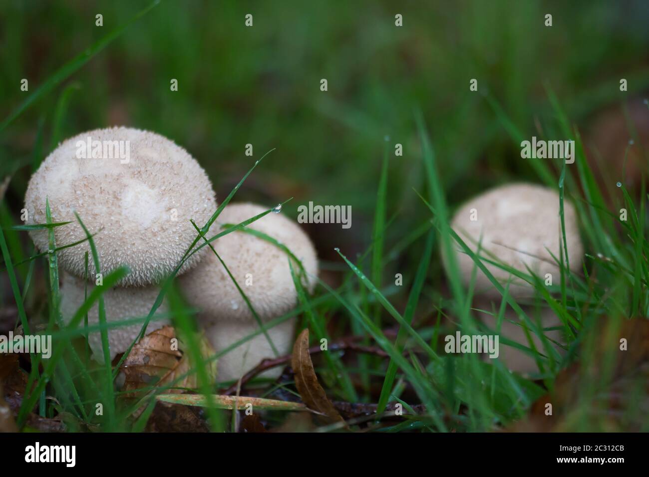 Bolas de frailecillos comunes (Lycoperdon perlatum) que crecen en la hierba Foto de stock