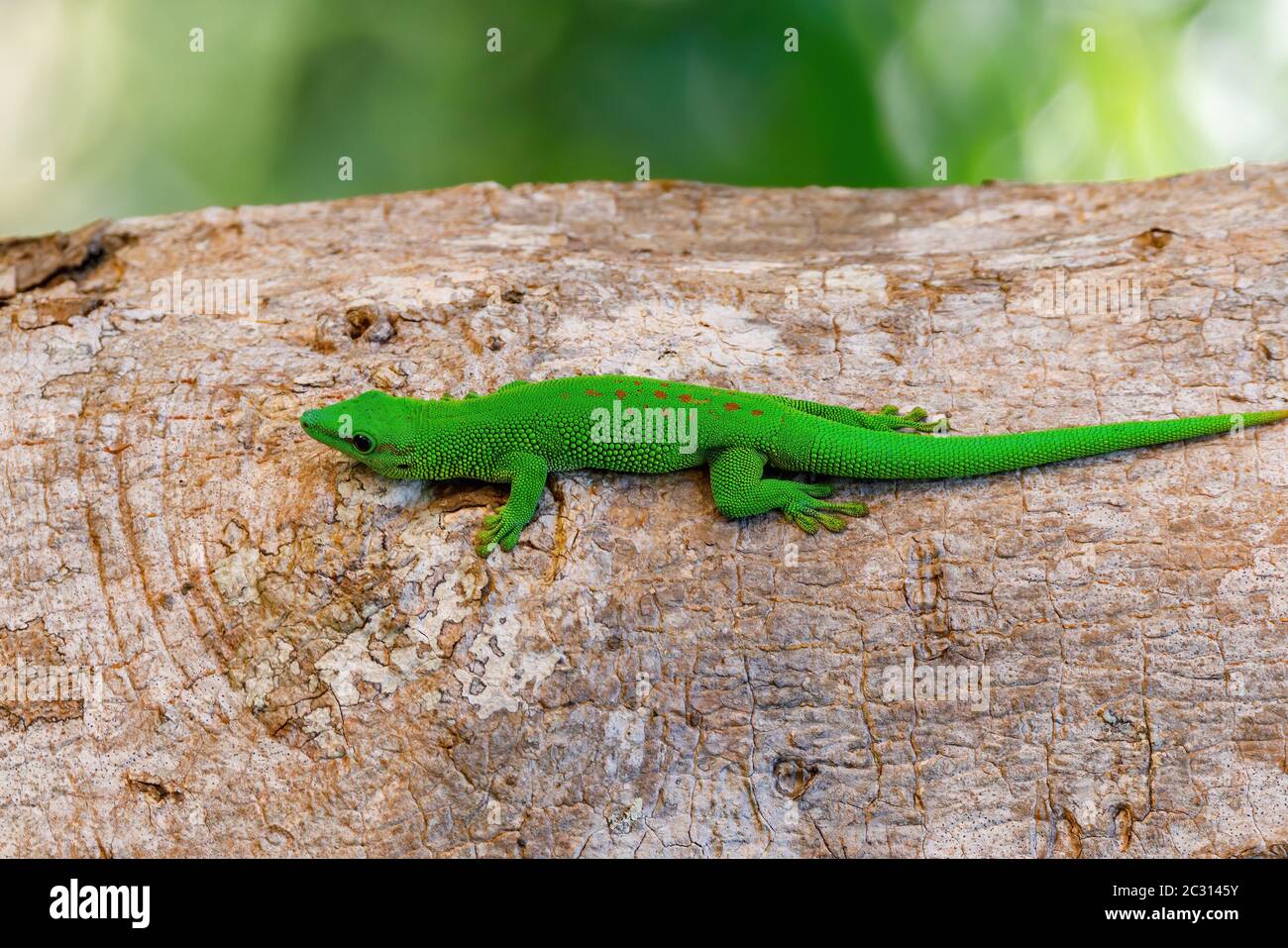 Verde gecko Phelsuma Madagascar vida silvestre Foto de stock