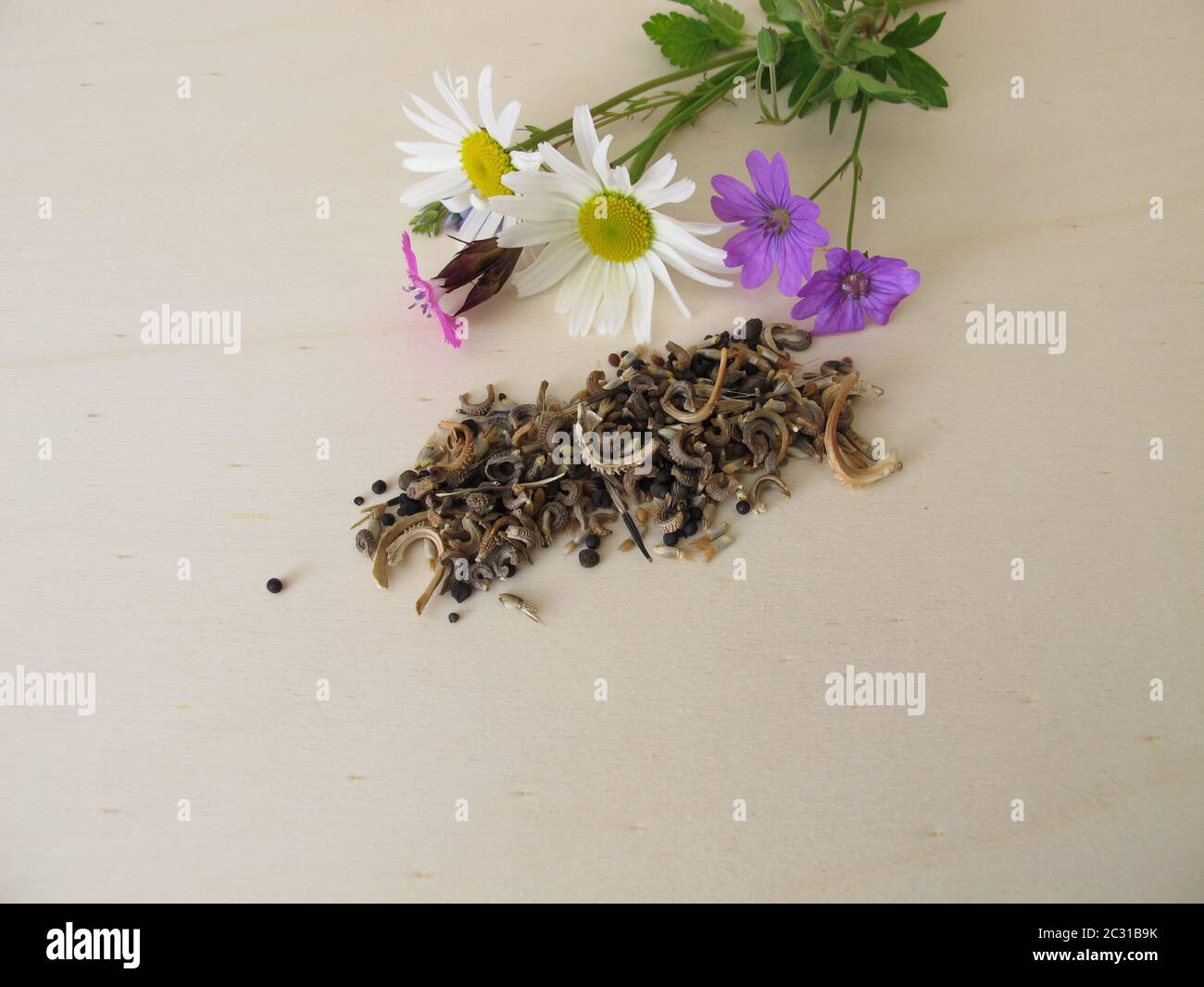 Mezcla de semillas amigables con abejas y flores silvestres para abejas silvestres y otros insectos Foto de stock