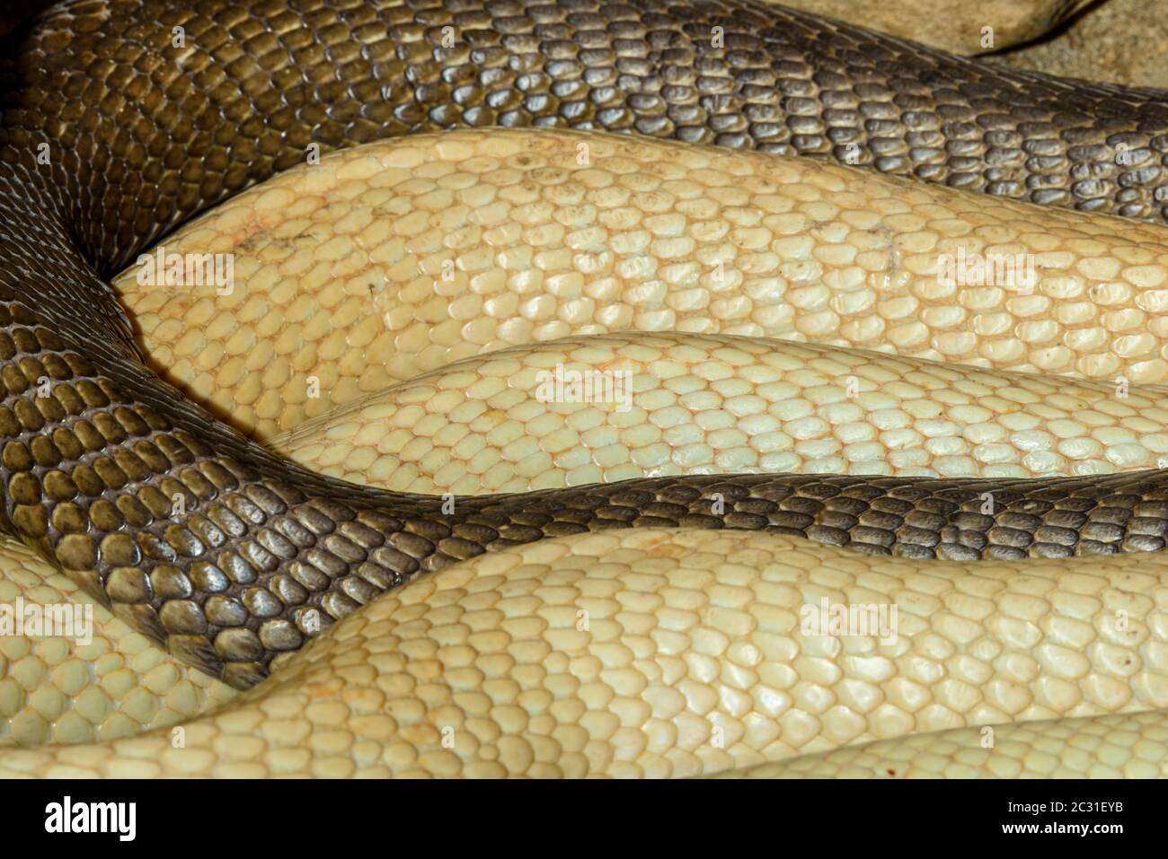 Cuerpos y escamas cobra cautivos. Nativo de Reptilia reptile Zoo, Vaughan, Ontario, Canadá Foto de stock