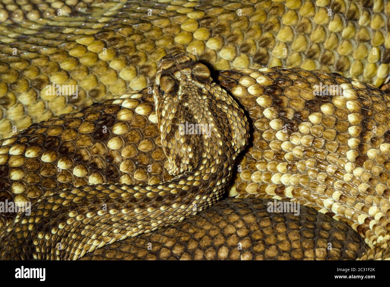 Serpiente cascabel neotropical (Crotalus durissus) cautiva. Nativo de América Central y del Sur, Reptilia reptile Zoo, Vaughan, Ontario, Canadá Foto de stock