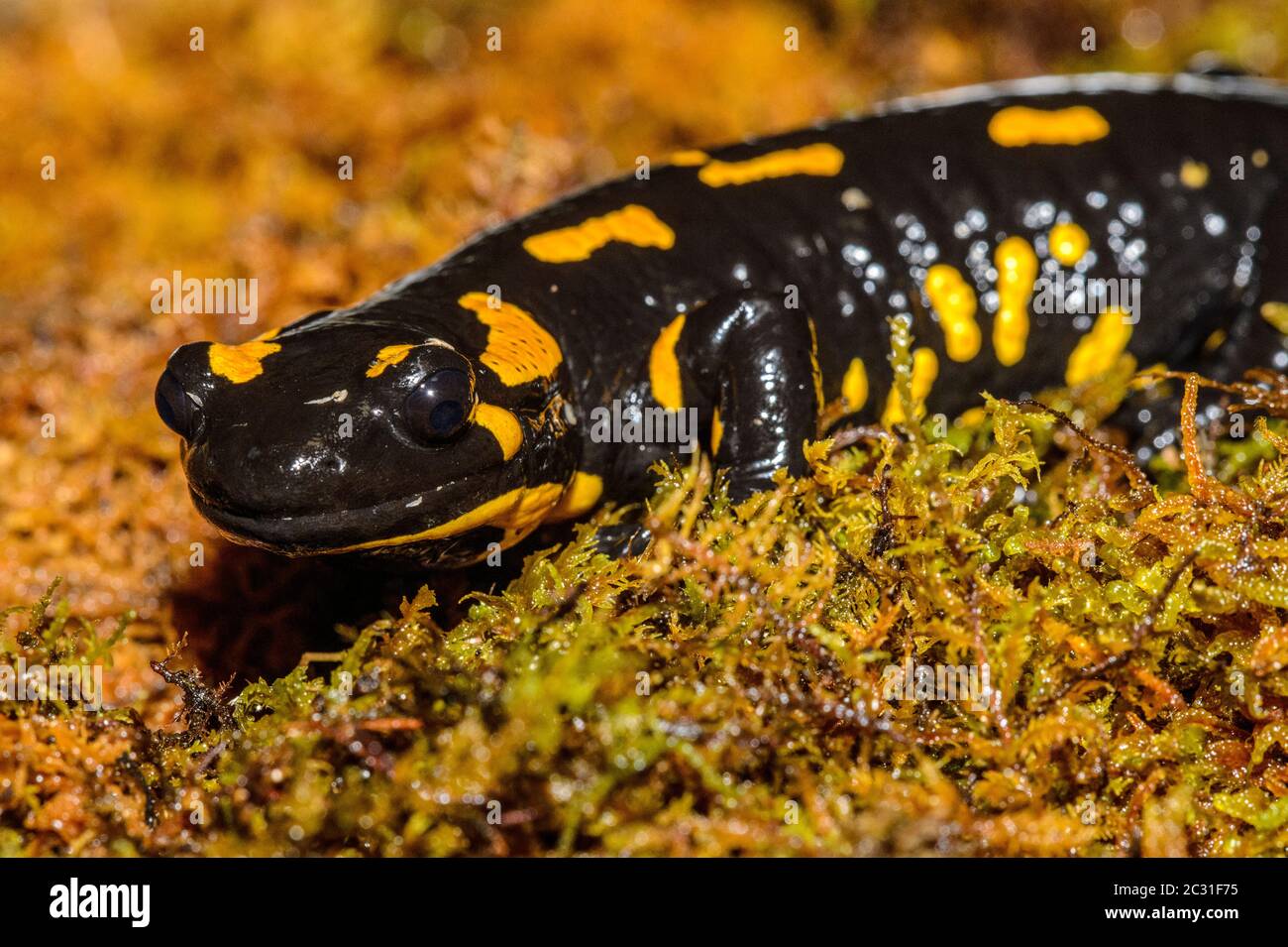 Salamandra (Salamandra salamandra) cautiva. Nativo de Europa, Reptilia reptile Zoo, Vaughan, Ontario, Canadá Foto de stock