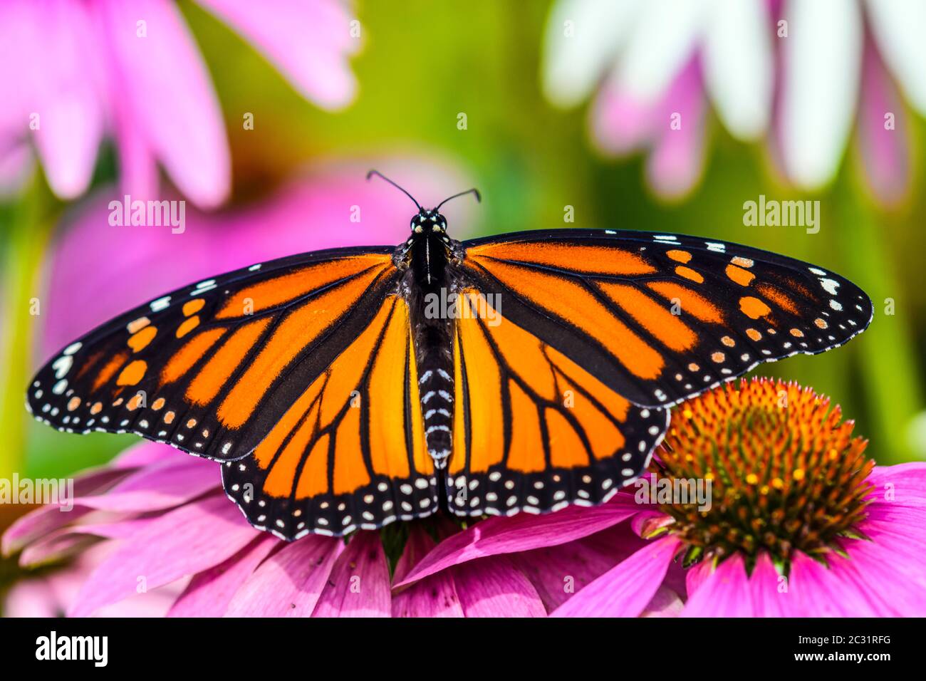 Mariposa monarca (Danuas plexippus) que nectaren un jardín de flores, Gran Sudbury, Ontario, Canadá Foto de stock