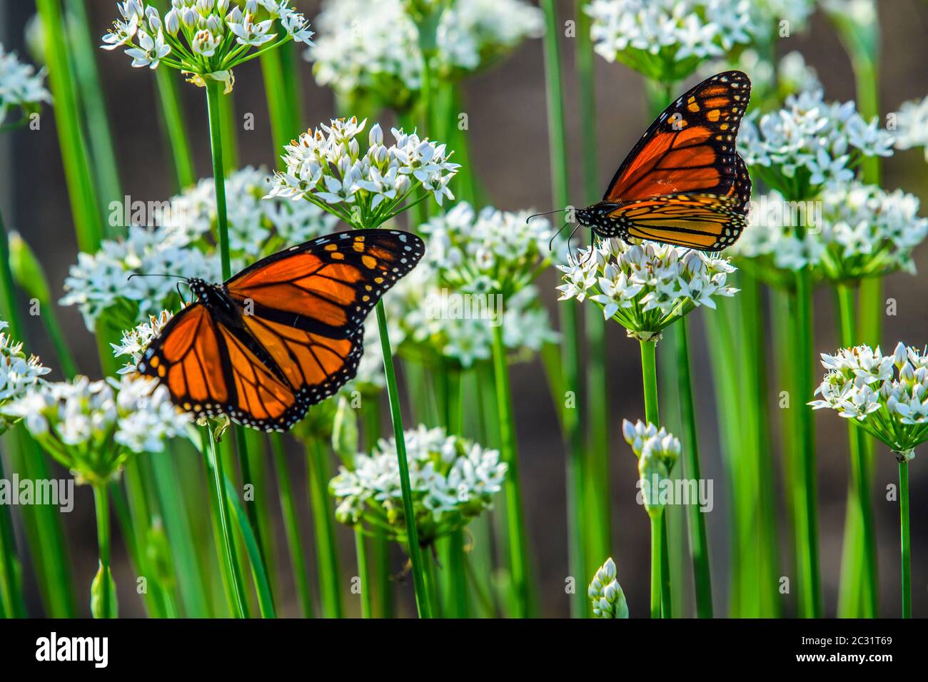 Monarch (Danaus plexippus), que nectaba flores de cebolla tardía, Gran Sudbury, Ontario, Canadá Foto de stock