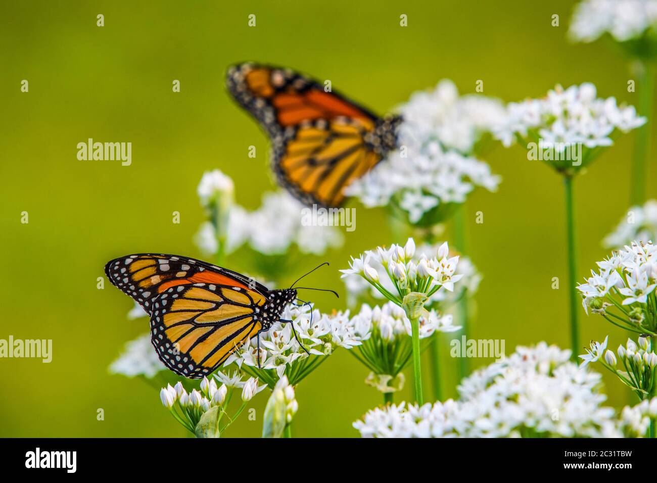 Monarch (Danaus plexippus), que nectaba flores de cebolla tardía, Gran Sudbury, Ontario, Canadá Foto de stock
