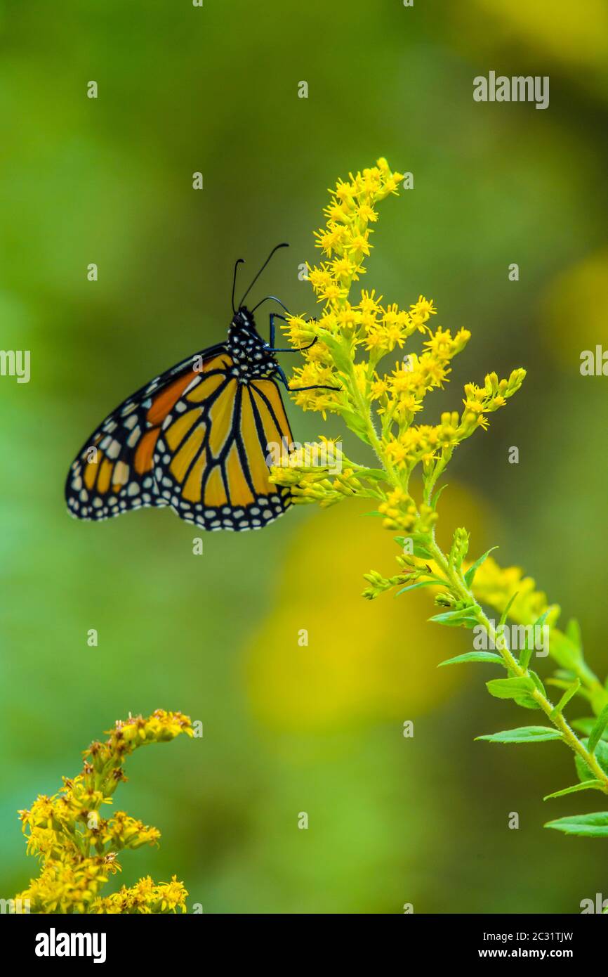 Mariposa monarca (Danaus plexippus), Gran Sudbury, Ontario, Canadá Foto de stock