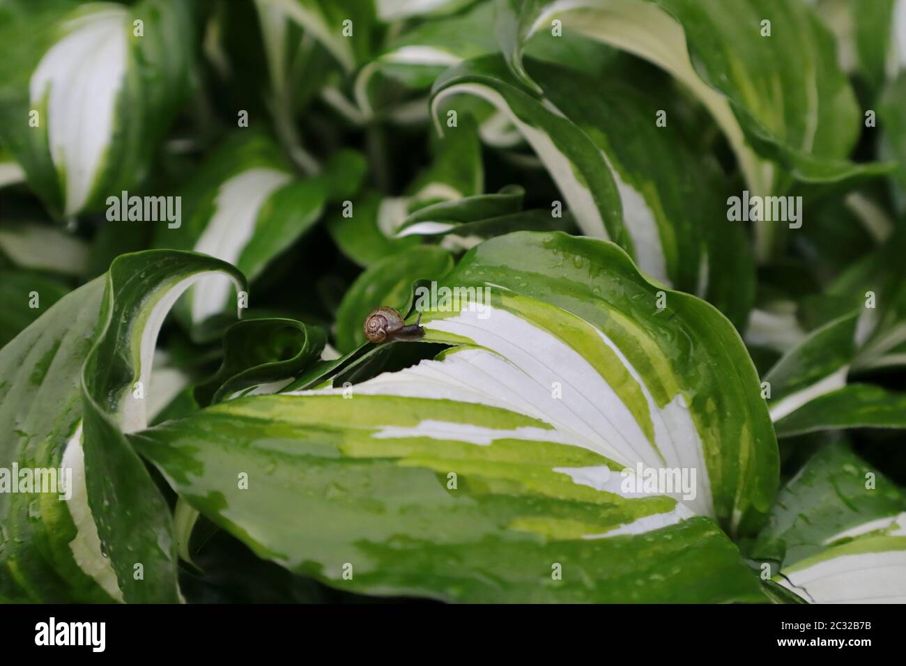 Hosta planta hojas y un caracol está comiendo closeup . Después de la lluvia con gotas de agua. Follaje Botánico naturaleza Antecedentes Foto de stock