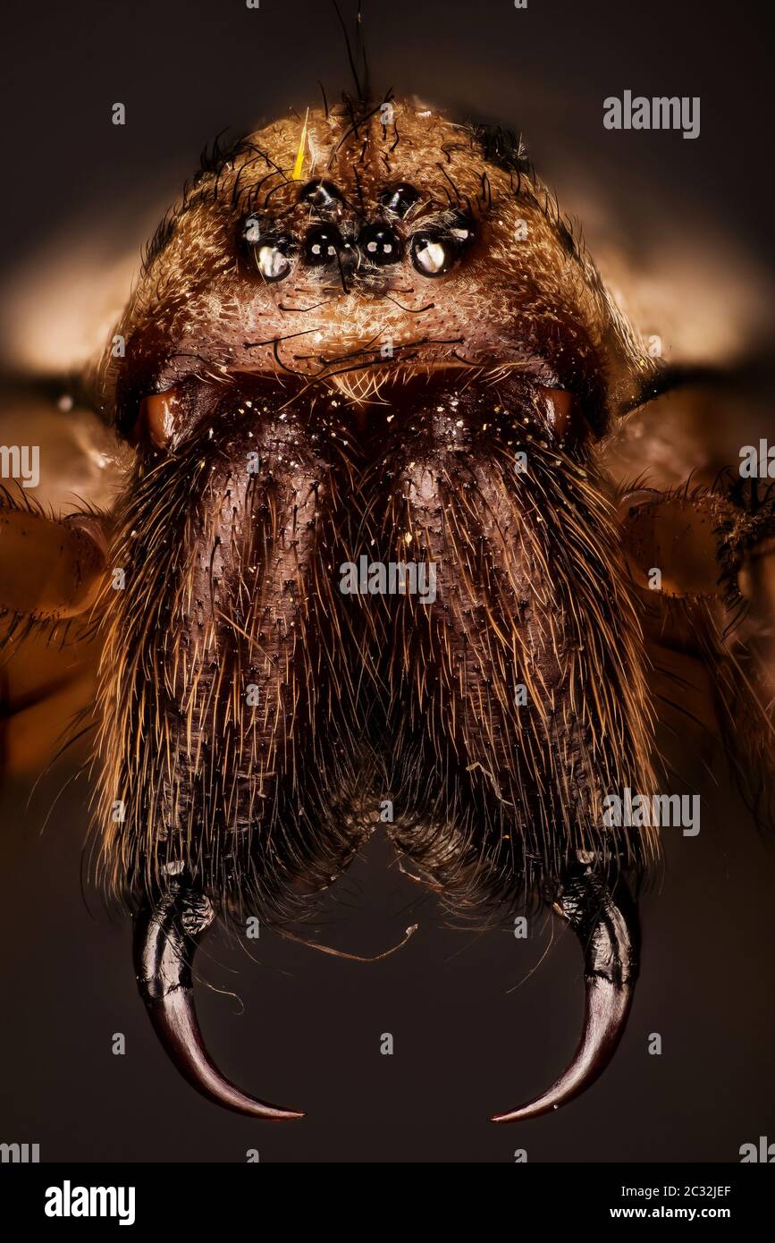 Macro foco de apilamiento de la hembra Giant House Spider. Su nombre latino es Eratigena atrica. Foto de stock