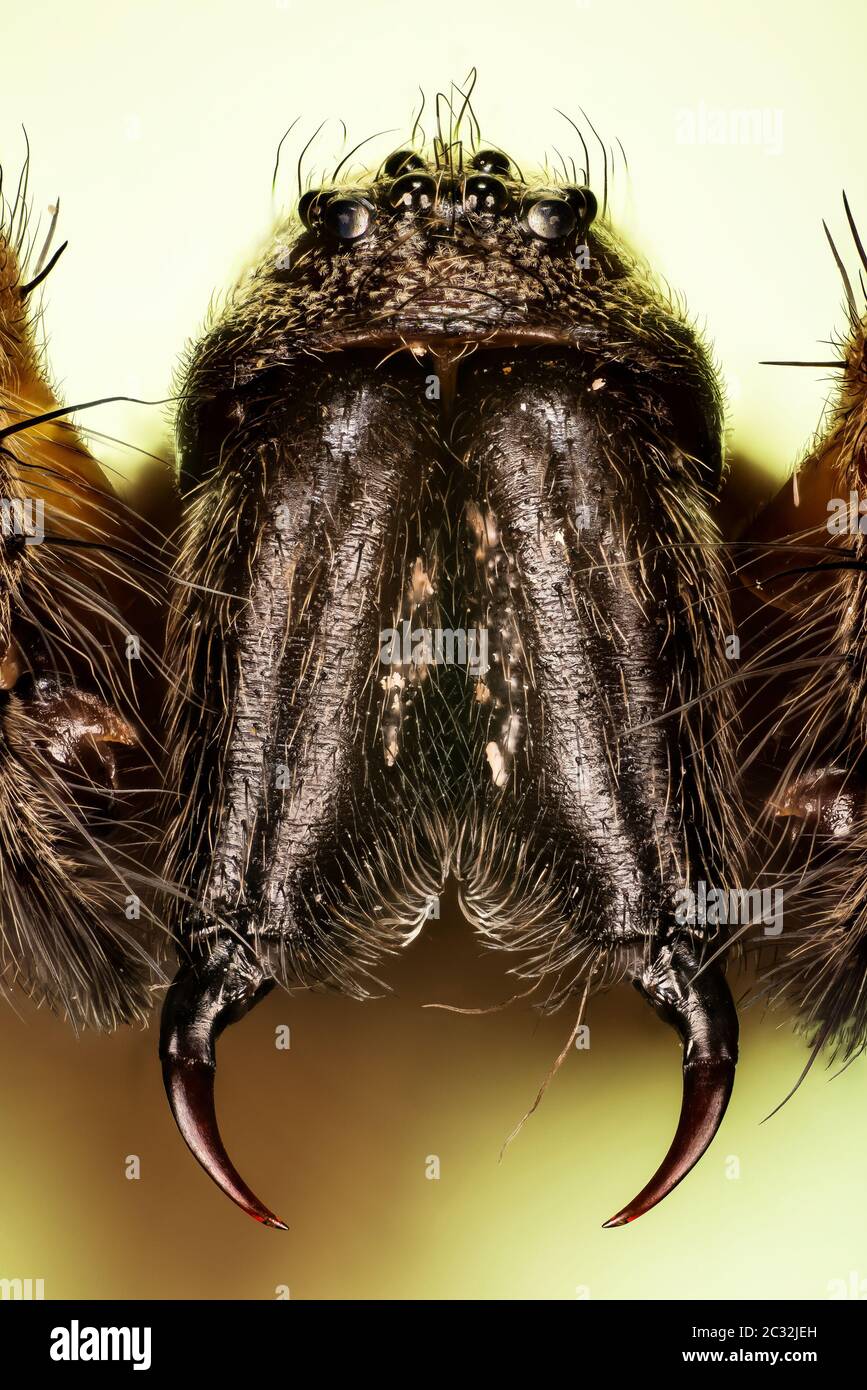 Macro foco de apilamiento de la hembra Giant House Spider. Su nombre latino es Eratigena atrica. Foto de stock