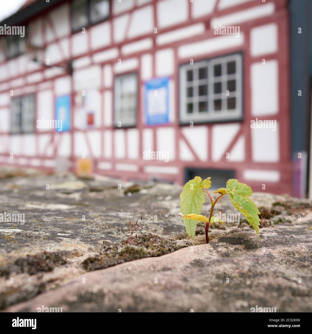 La supervivencia de una planta en una pared en el casco antiguo de la ciudad de Schmalkalden en Turingia. Foto de stock