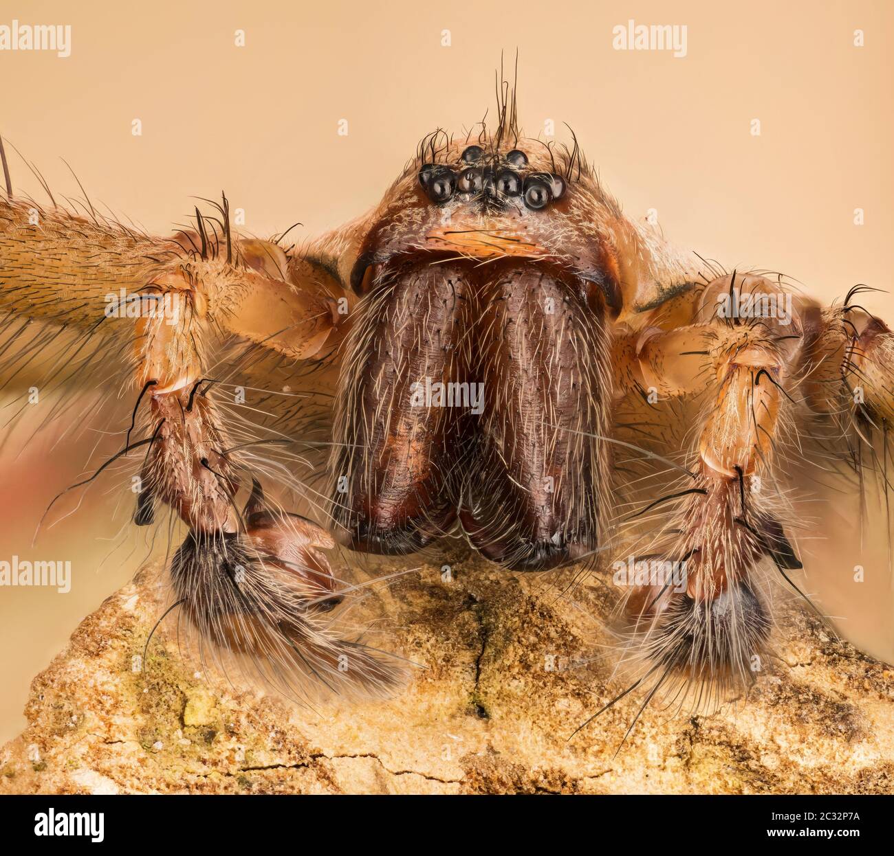 Macro foco de apilamiento de la hembra Giant House Spider. Su nombre latino es Eratigena atrica. Foto de stock