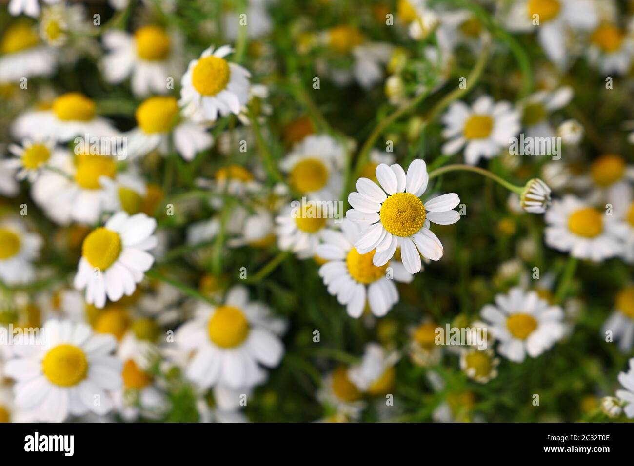 Cerca de fondo blanco fresco manzanilla daisy flores en el jardín, niveles elevados de vista superior, justo encima, el enfoque selectivo Foto de stock