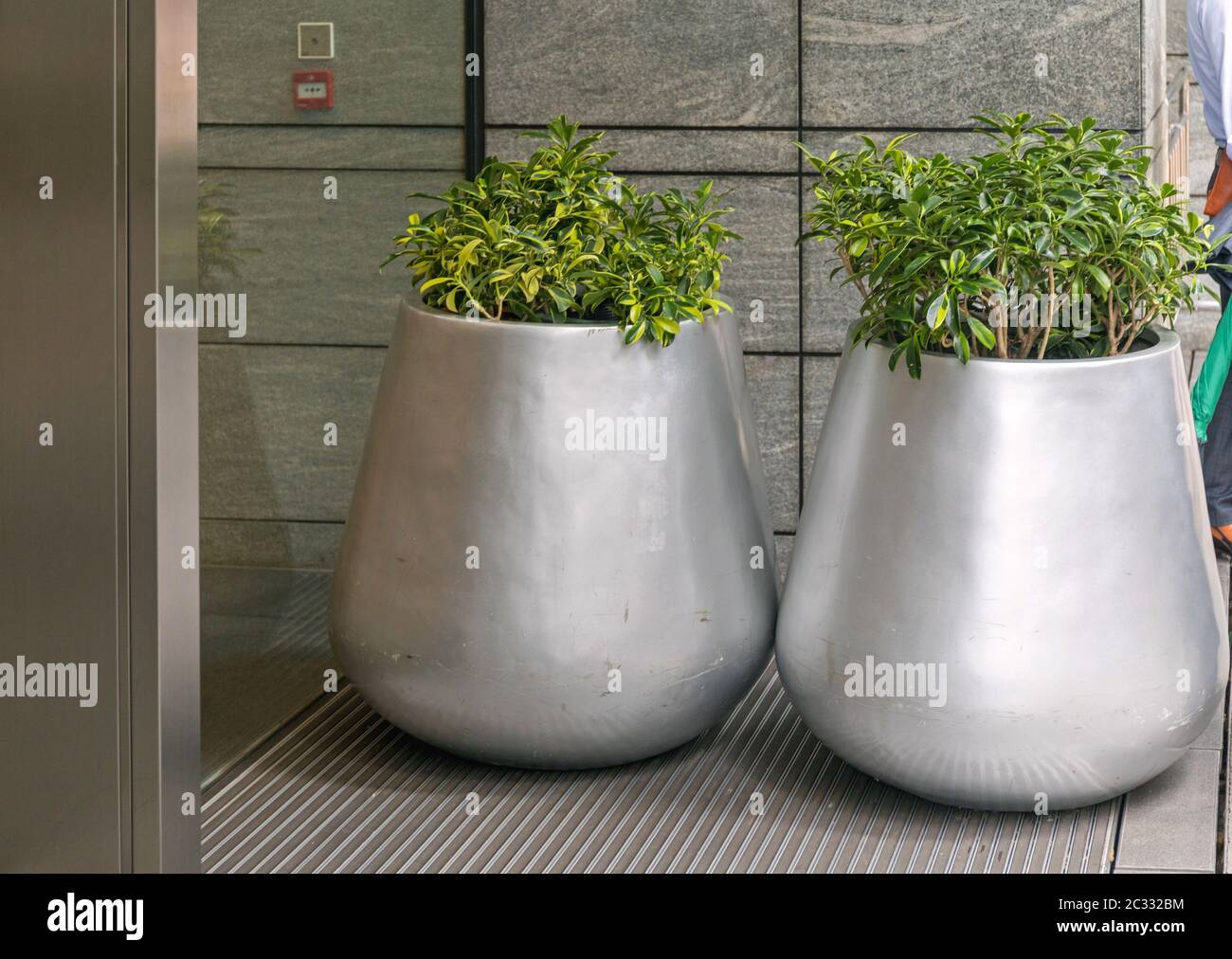 Dos grandes jarrones de plata plantas de exterior Pots Fotografía de stock  - Alamy