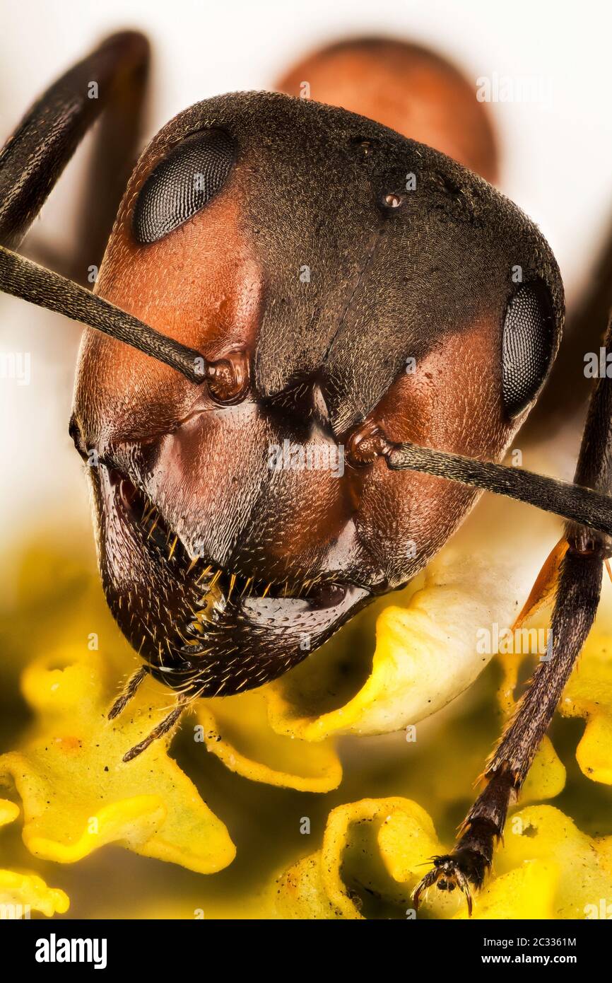 Auroch homosexual El camarero Macro Focus Stacking Retrato de Madera Roja Ant. Su nombre latino es  Formica rufa Fotografía de stock - Alamy