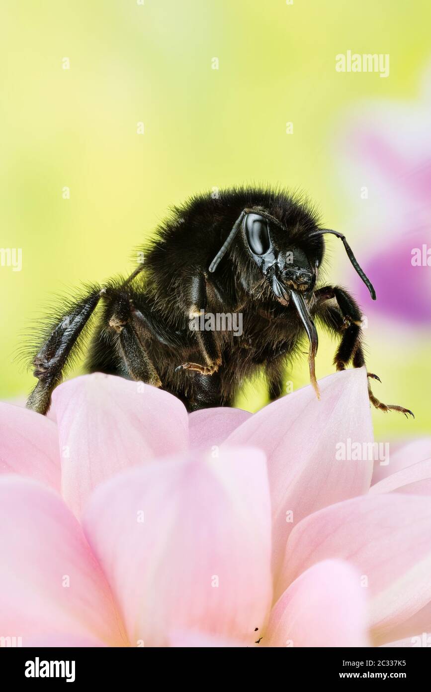 Macro Focus Stacking tiro de néctar de Bumblebee de cola roja sobre una flor. Su nombre latino es Bombus lapidarius. Foto de stock