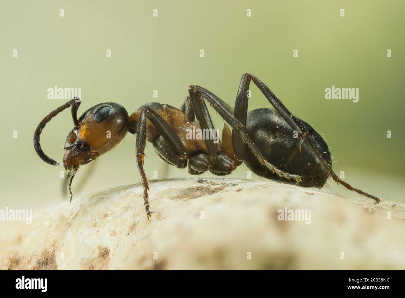 Enfoque Stacking Retrato de Red Wood Ant. Su nombre latino es Formica rufa. Foto de stock