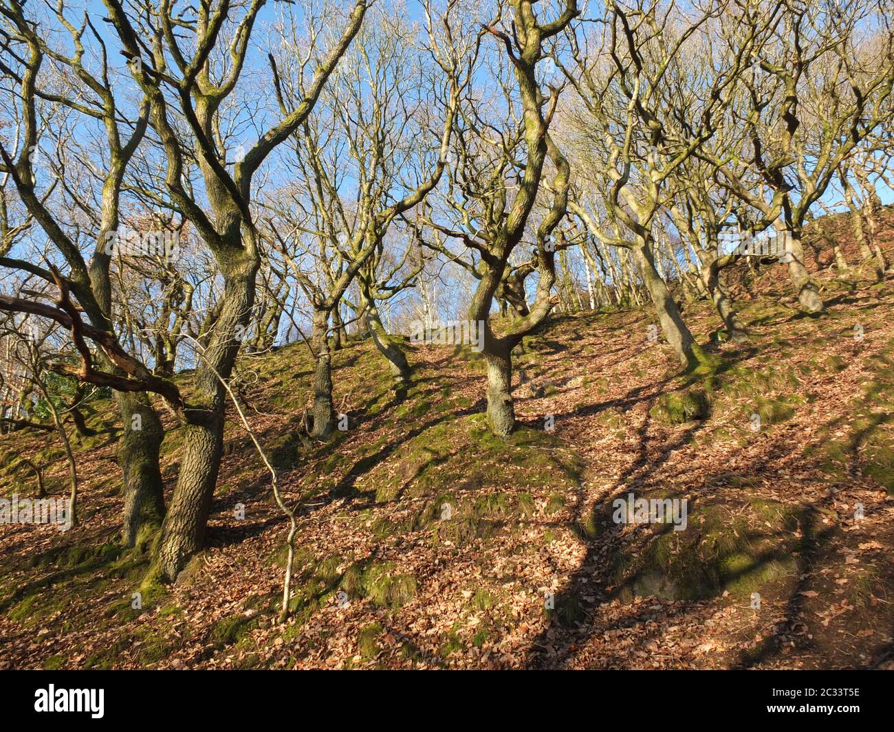 un bosque de invierno iluminado por el sol en una ladera con árboles retorcidos y ramas que proyectan sombras en el suelo rodeado de musgo cov Foto de stock
