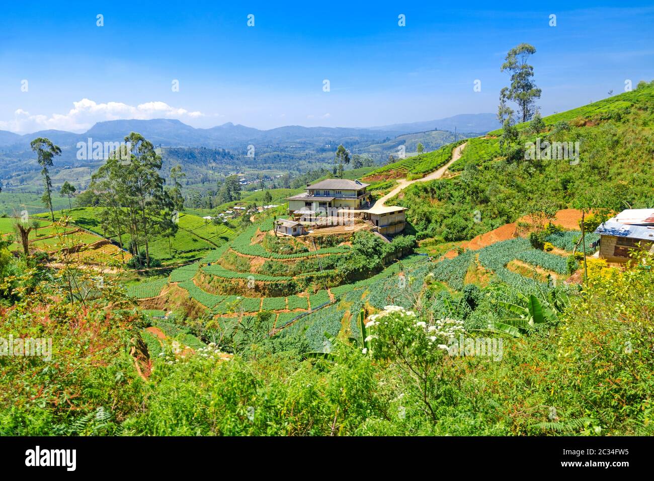 Cultivo de té en las tierras altas de Ceilán (Sri Lanka) Foto de stock