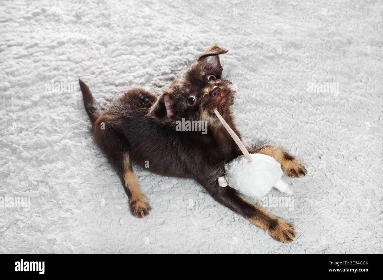 Lindo perrito marrón jugando con un ratón de juguete sobre la alfombra. Foto de stock
