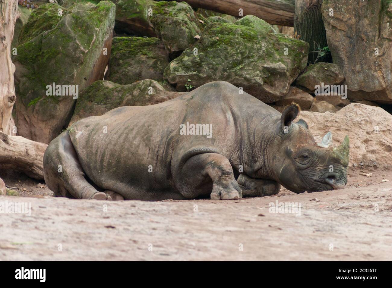 Rhino relajante Foto de stock
