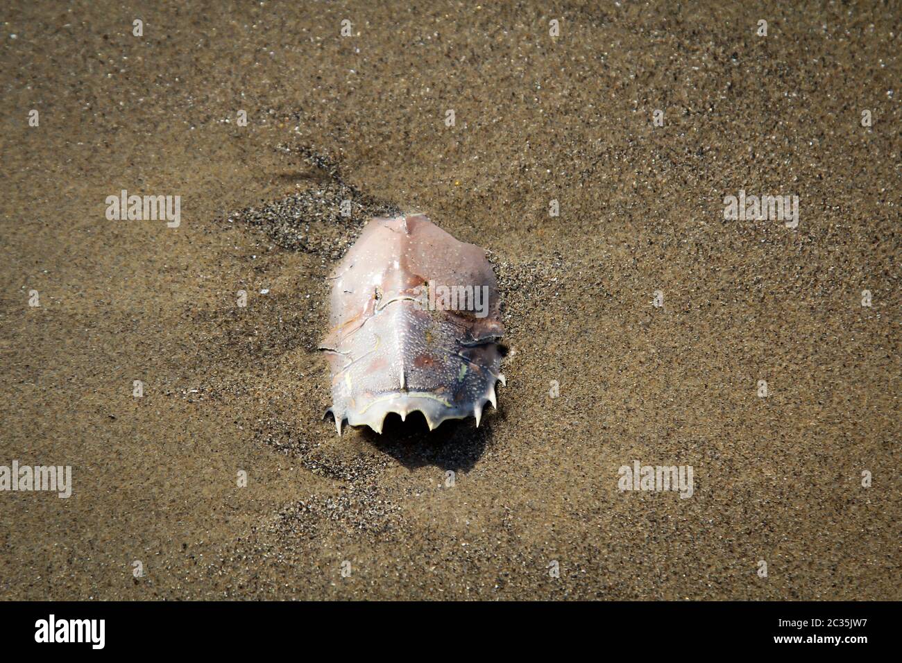 Detalles, restos de un crustáceo, cangrejo, la cáscara de un crustáceo Foto de stock