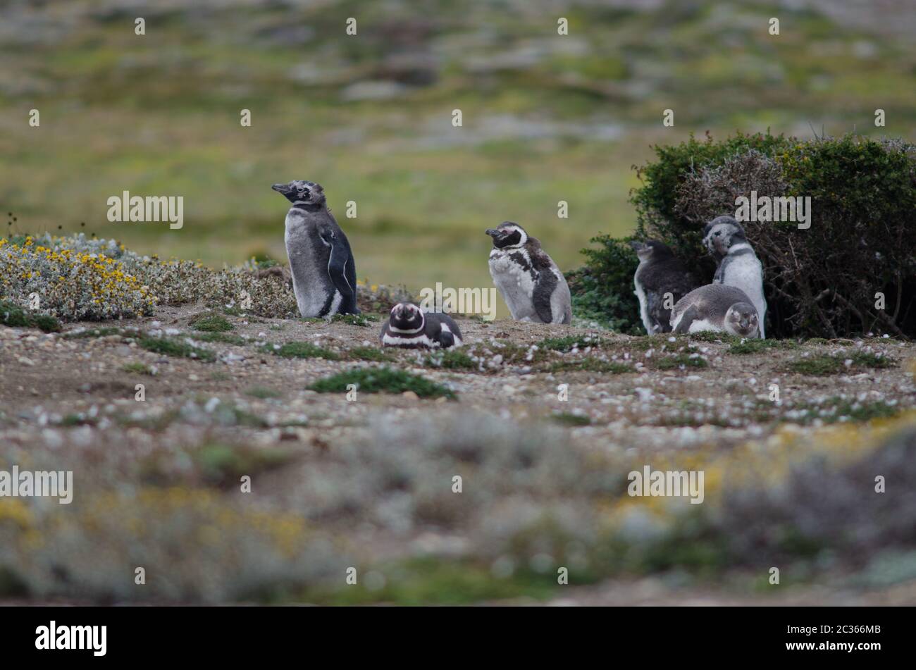 Juveniles y adultos de pingüinos magelánicos Spheniscus magellanicus. Otway Sound y Penguin Reserve. Provincia de Magallanes. Magallanes y Anta Chilena Foto de stock