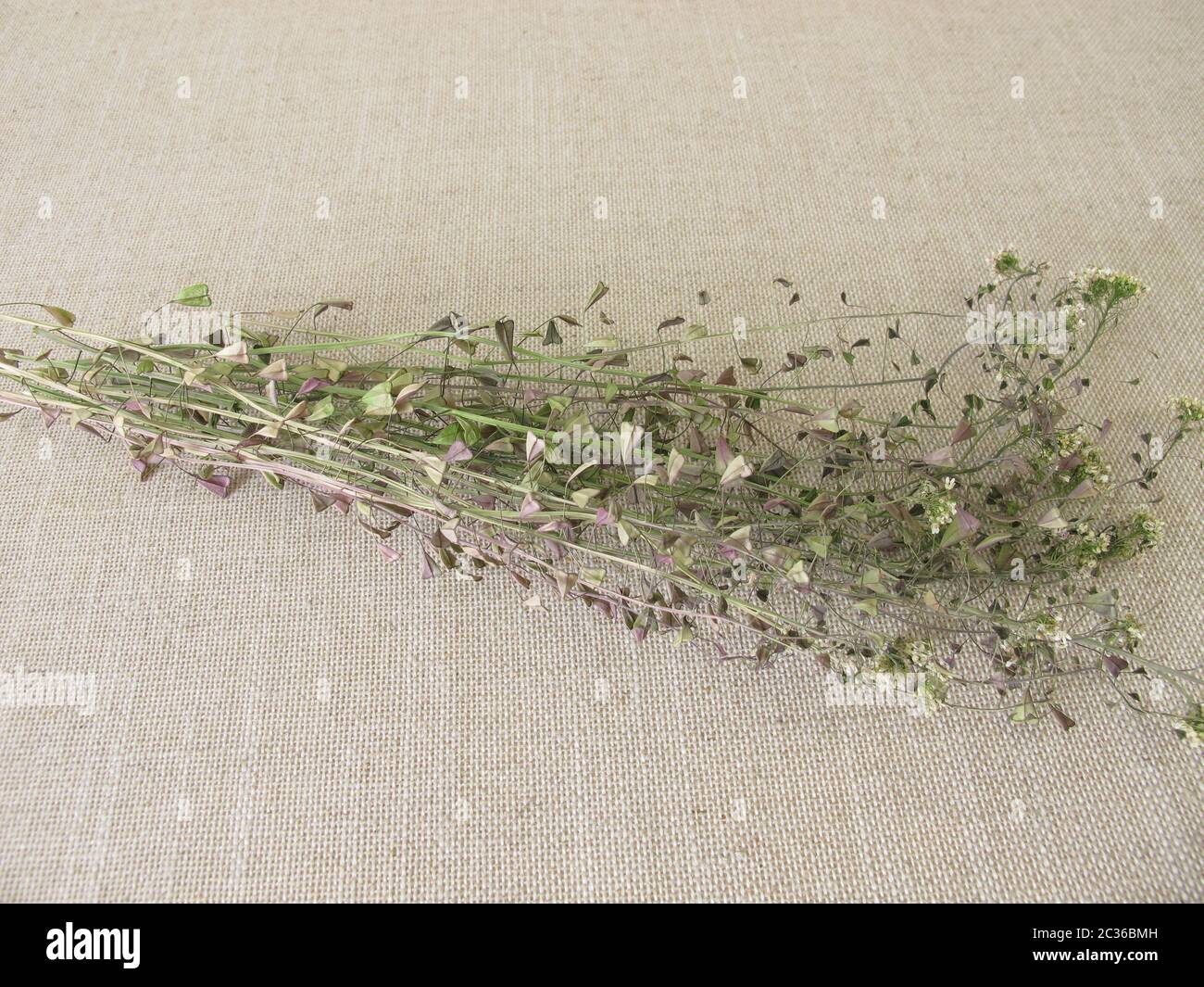 Pastores secos monedero hierbas silvestres Foto de stock