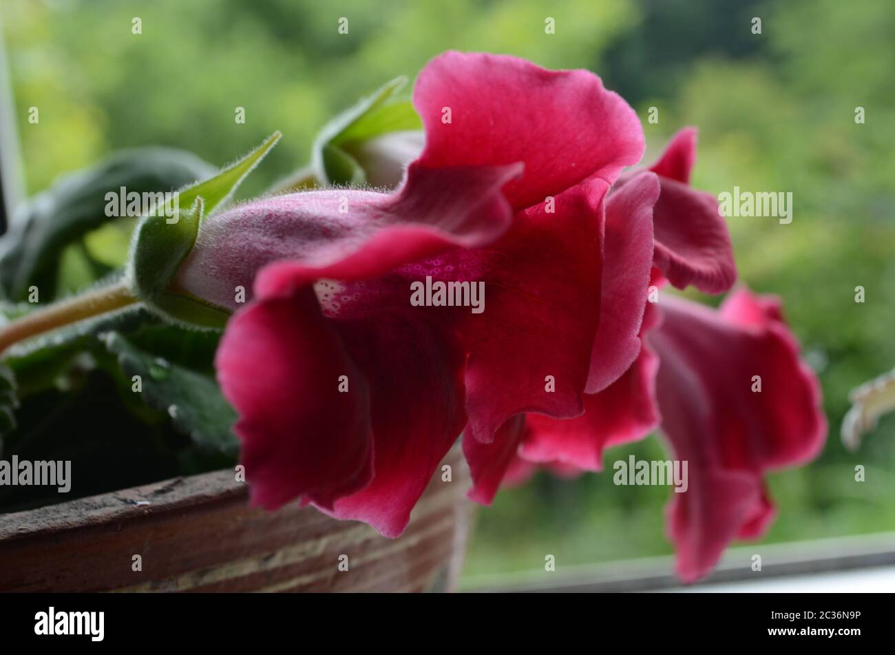 Rosa Gloxinia flor de verano en una olla Fotografía de stock - Alamy