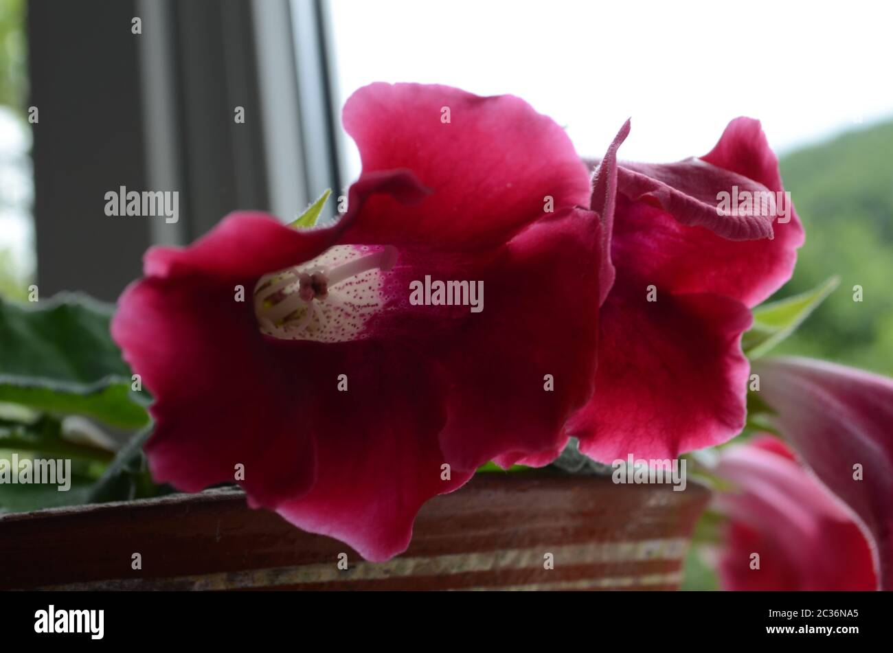 Rosa Gloxinia flor de verano en una olla Fotografía de stock - Alamy