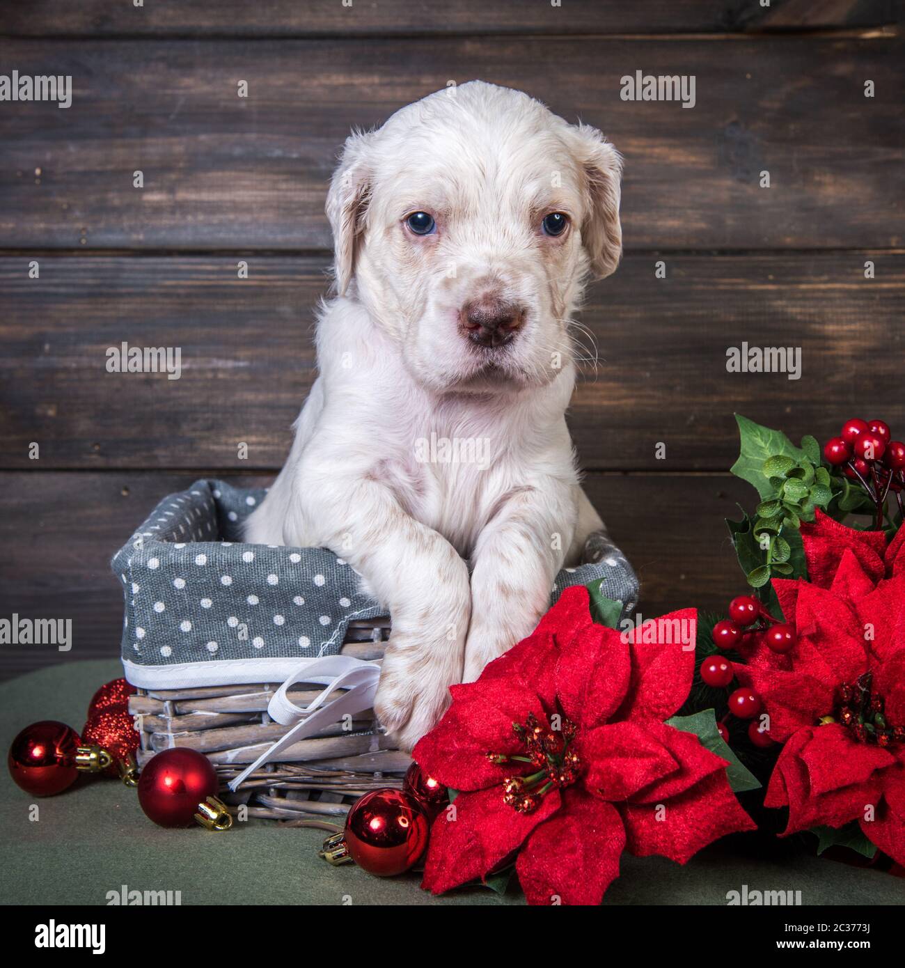 English setter cachorro con poinsettia rojo flores y juguetes de Navidad  Bolas. Perro en caja de regalo o cesta. Navidad o Año Nuevo fondo  Fotografía de stock - Alamy