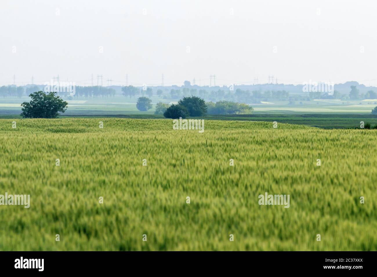 Jóvenes Plántulas De Trigo Trigo Verde Que Crece En Un Campo Fotografía De Stock Alamy 2646