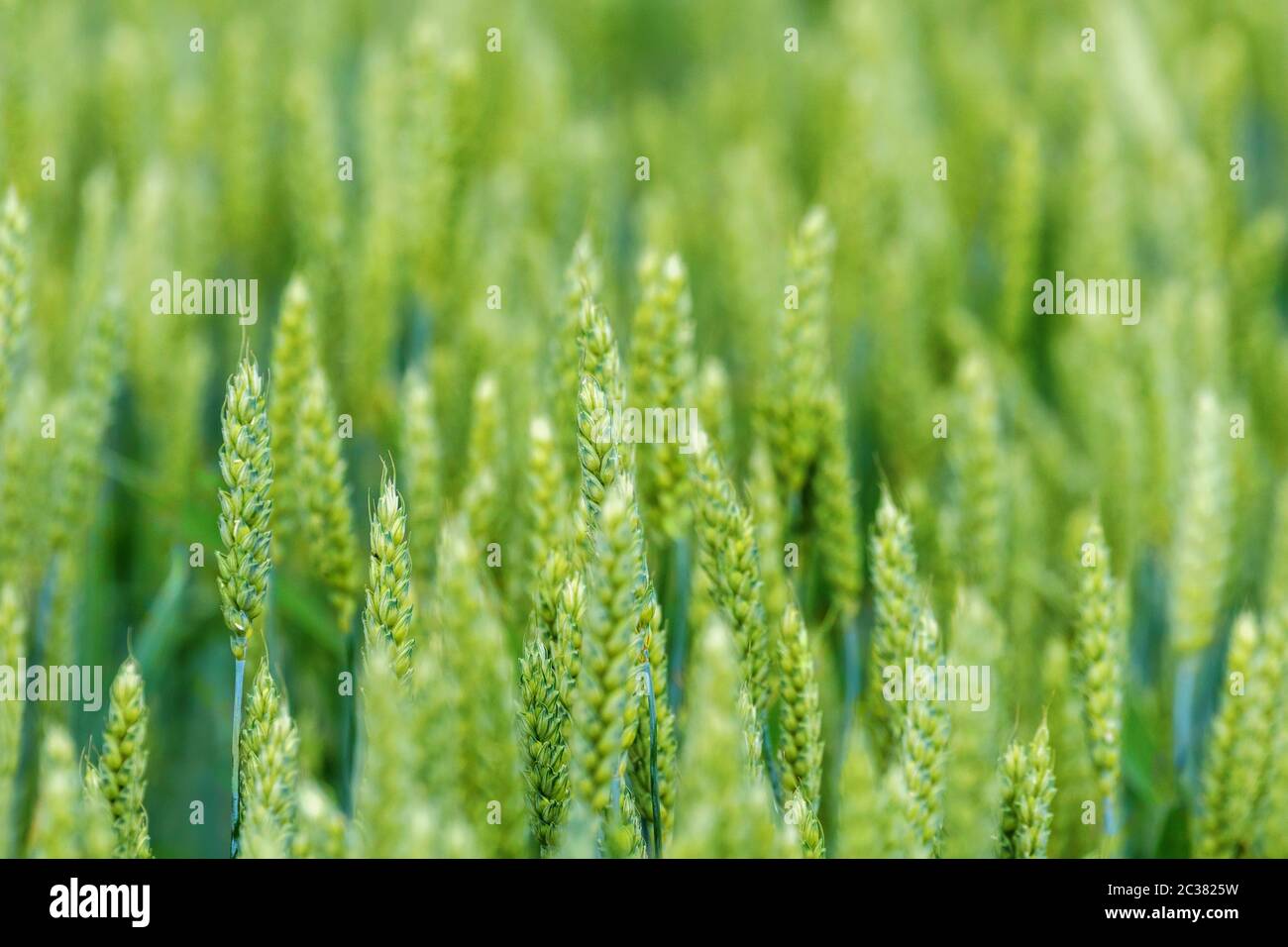Jóvenes plántulas de trigo, trigo verde que crece en un campo Foto de stock