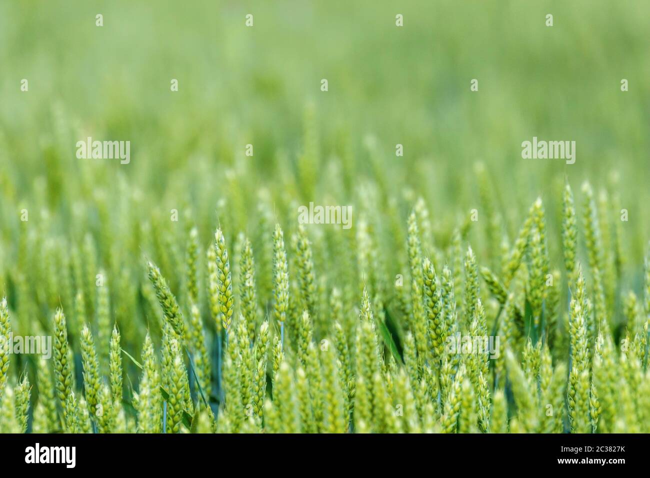 Jóvenes Plántulas De Trigo Trigo Verde Que Crece En Un Campo Fotografía De Stock Alamy 5608