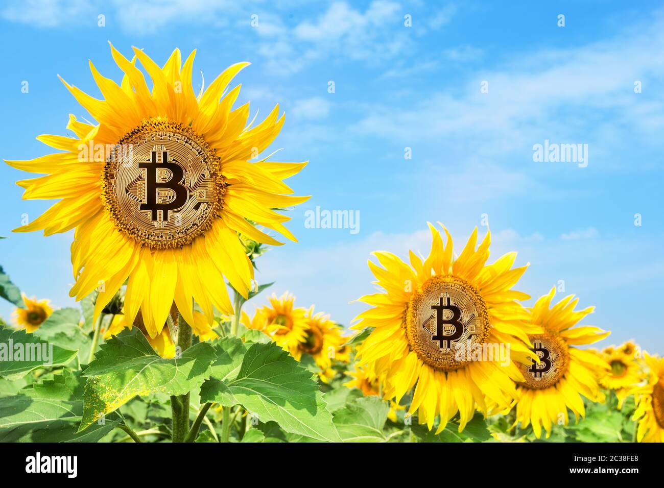 Bitcoin dorado en las flores de un girasol. Un símbolo de una nueva era de la moneda criptográfica. El concepto de tasa de crecimiento bitcoin. Foto de stock