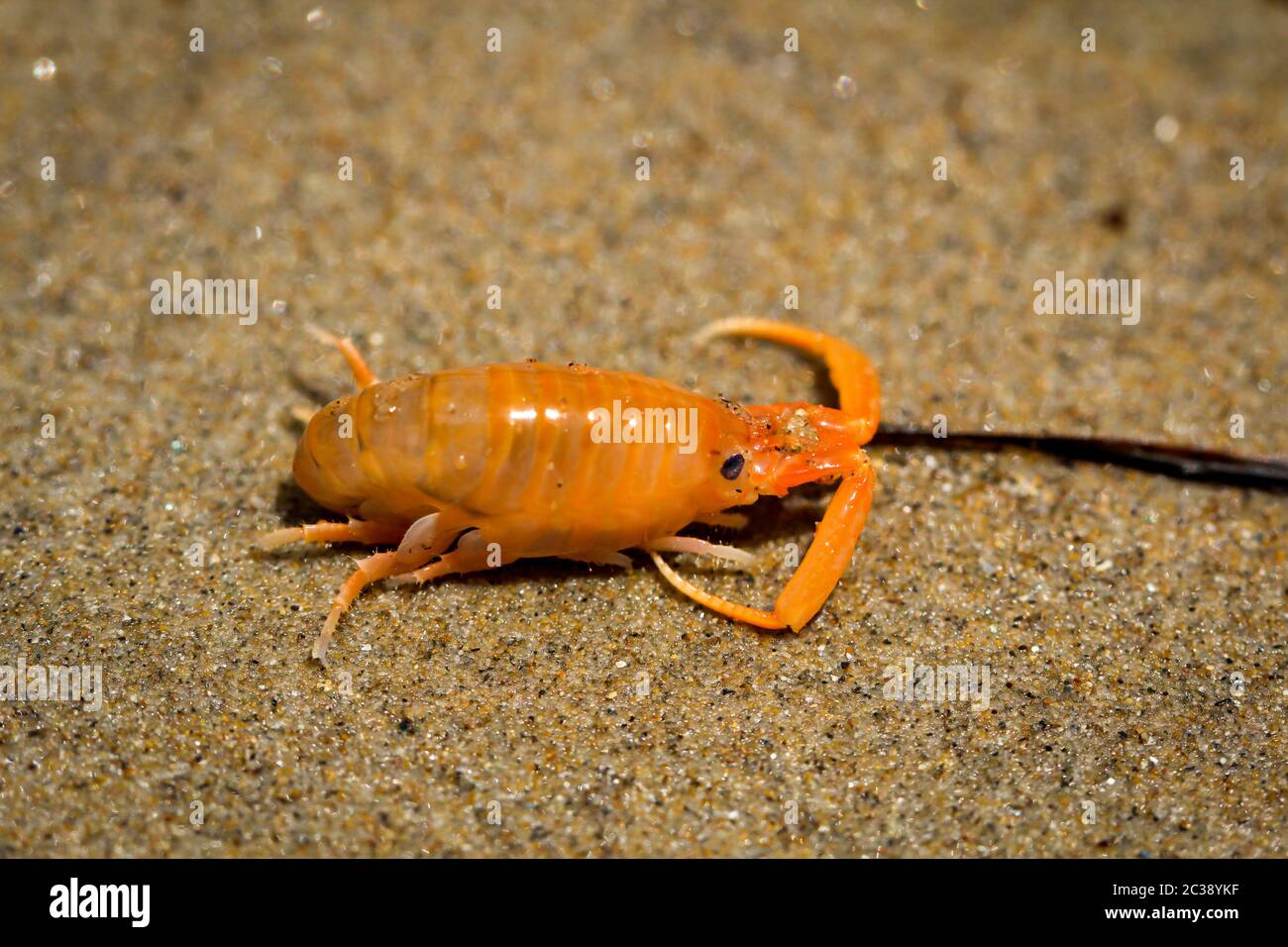 un animal canceroso en la playa en el océano pacífico Foto de stock