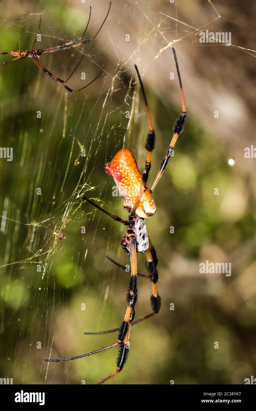 Una Nephila clavata, una especie de araña de tela dorada Fotografía de  stock - Alamy