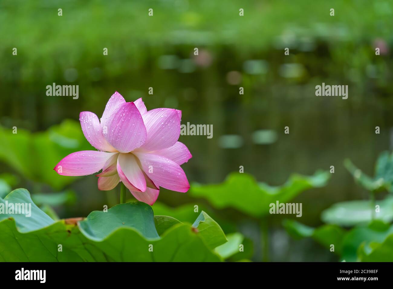 Hermosa flor de loto rosa Fotografía de stock - Alamy Hermosa flor de loto rosa Fotografía de stock - Alamy