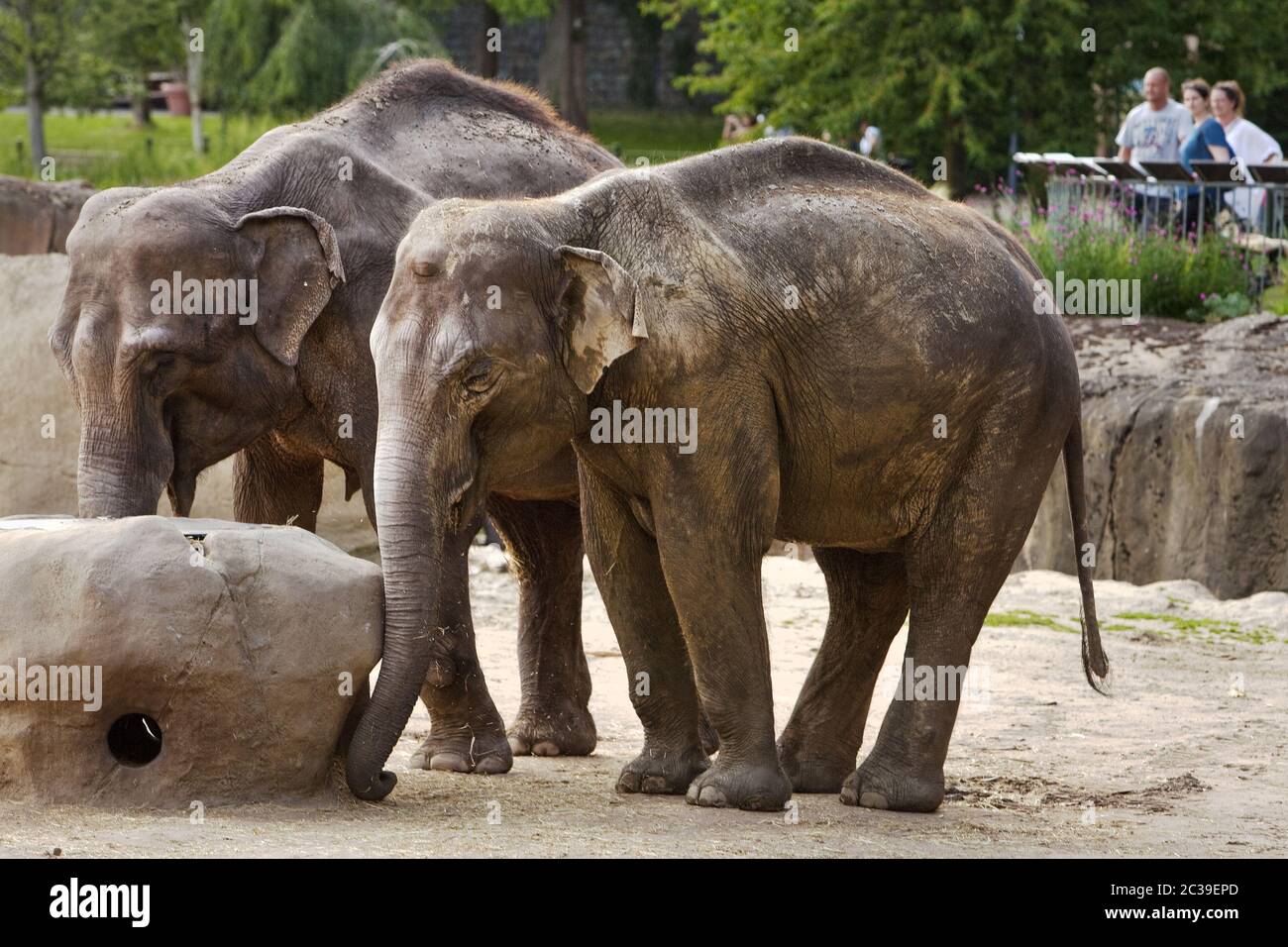 Elefante asiático (Elephantidae), zoo, Colonia, Renania del Norte-Westfalia, Alemania, Europa Foto de stock