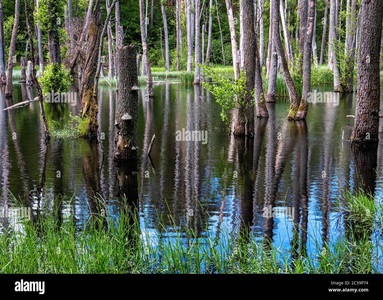 Reflexiones de árboles de Alder en la reserva natural de Briesetal en un pequeño valle formado por el río Briese, en Birkenwerder, Brandeburgo, Alemania. Foto de stock