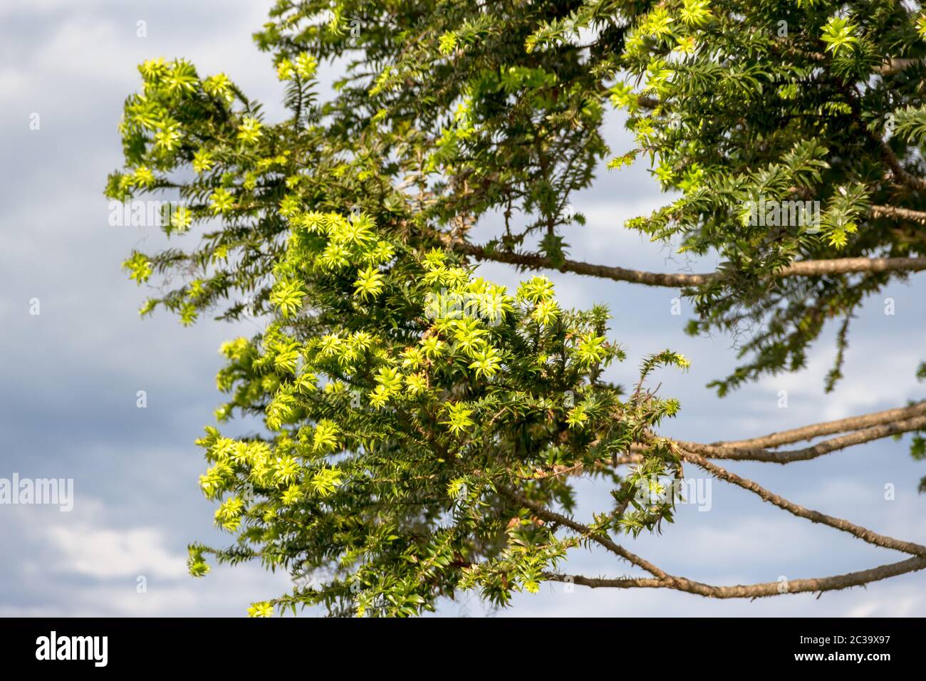Verde araucaria en sky en verano Foto de stock