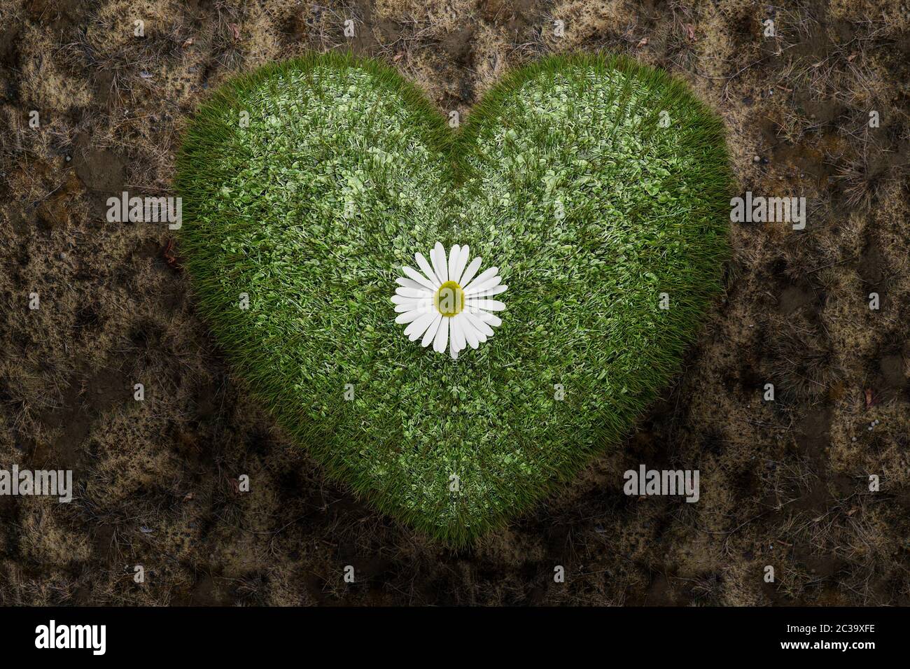 Hierba verde en forma de corazón con flor de margarita, romántico o amor concepto de la naturaleza. Ilustración 3D Foto de stock
