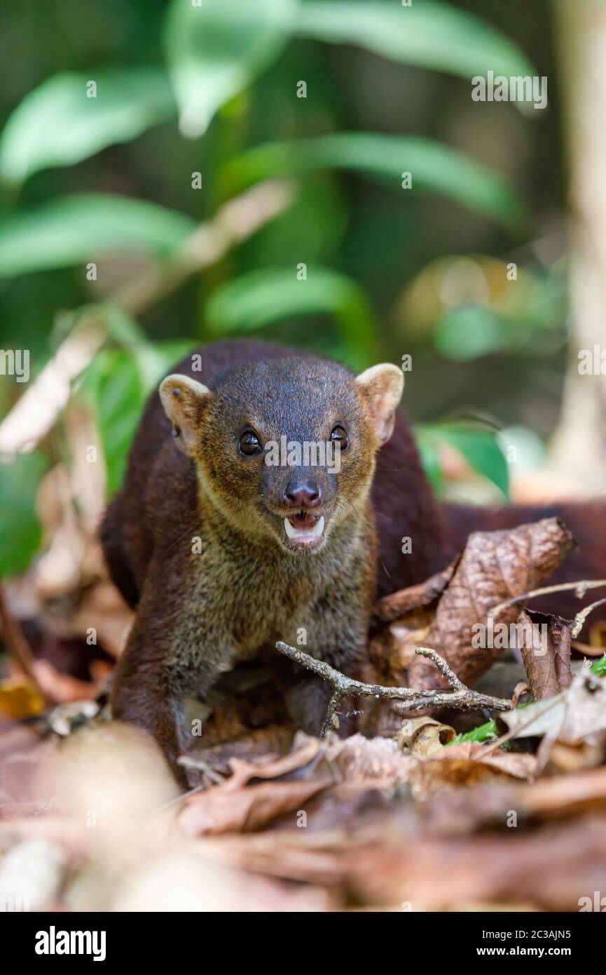 Mangosta de cola anillada fotografías e imágenes de alta resolución Alamy