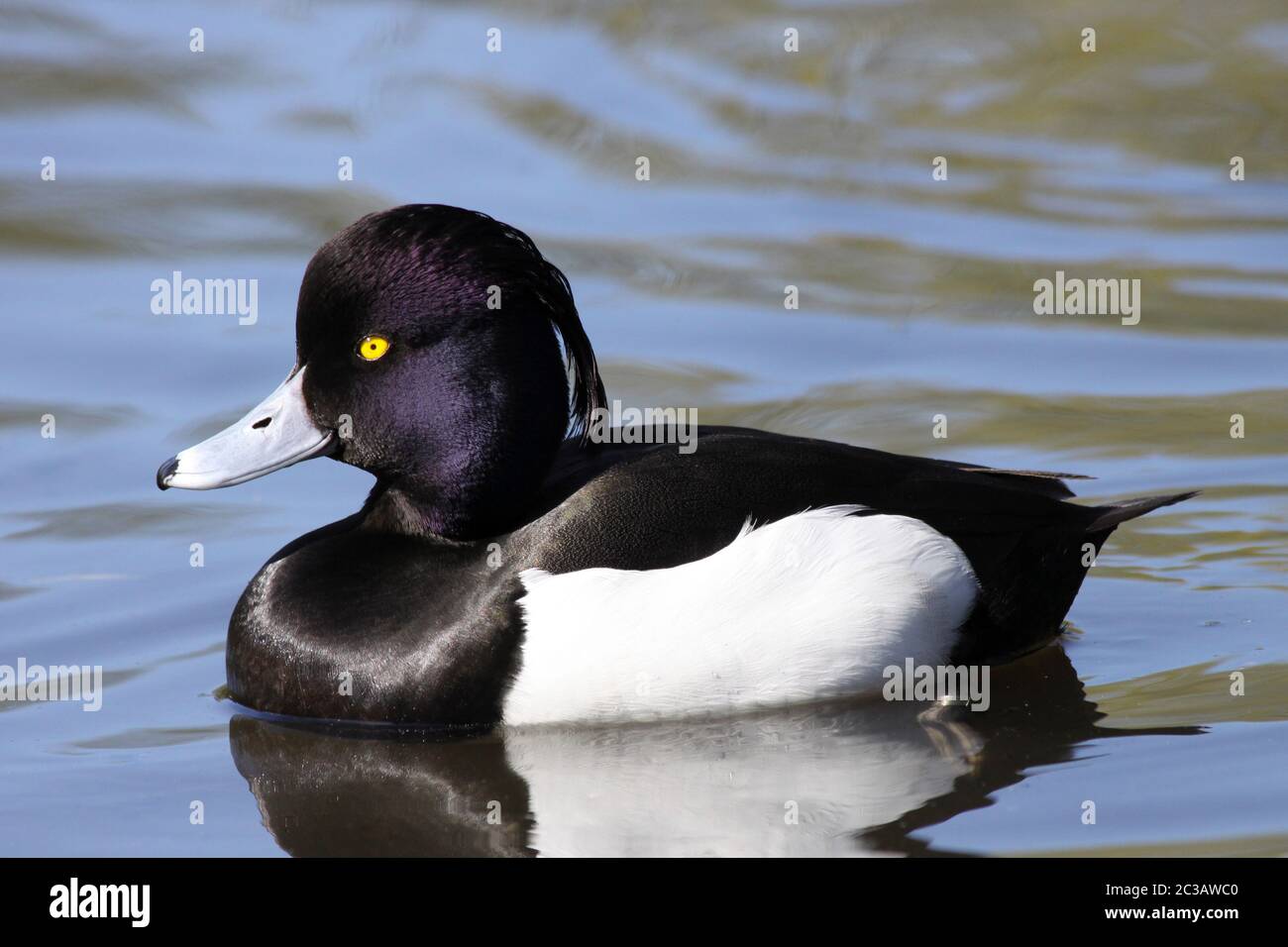 Tufted Duck Aythya fuligula - macho Foto de stock