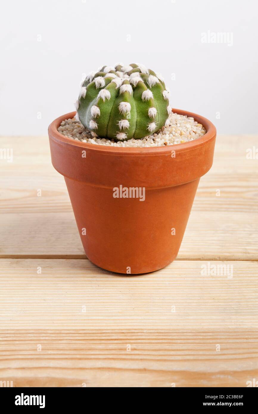Echinopsis dominos planta de cactus en una olla sobre fondo de madera. Foto de stock