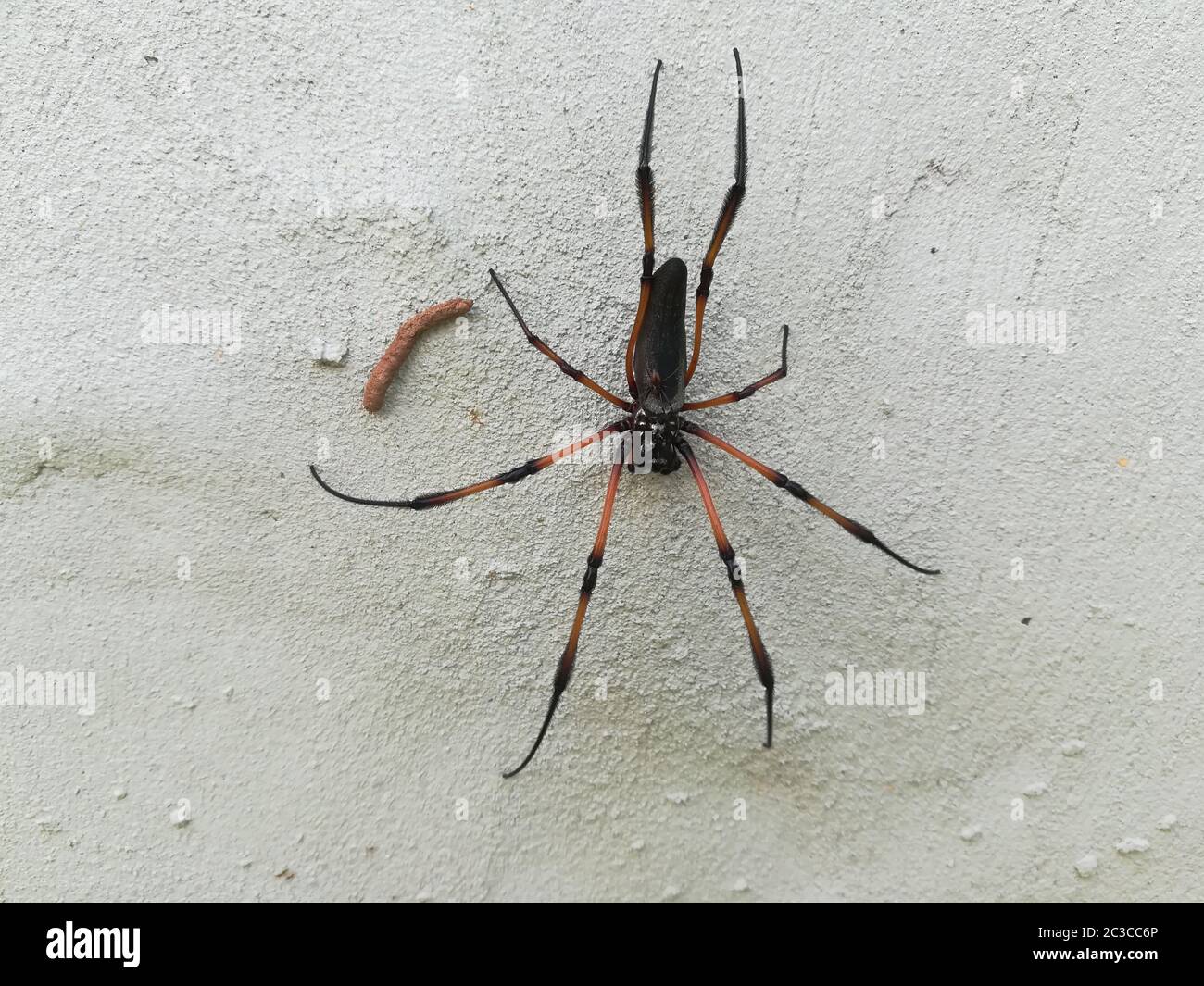 Madre araña fotografías e imágenes de alta resolución - Alamy