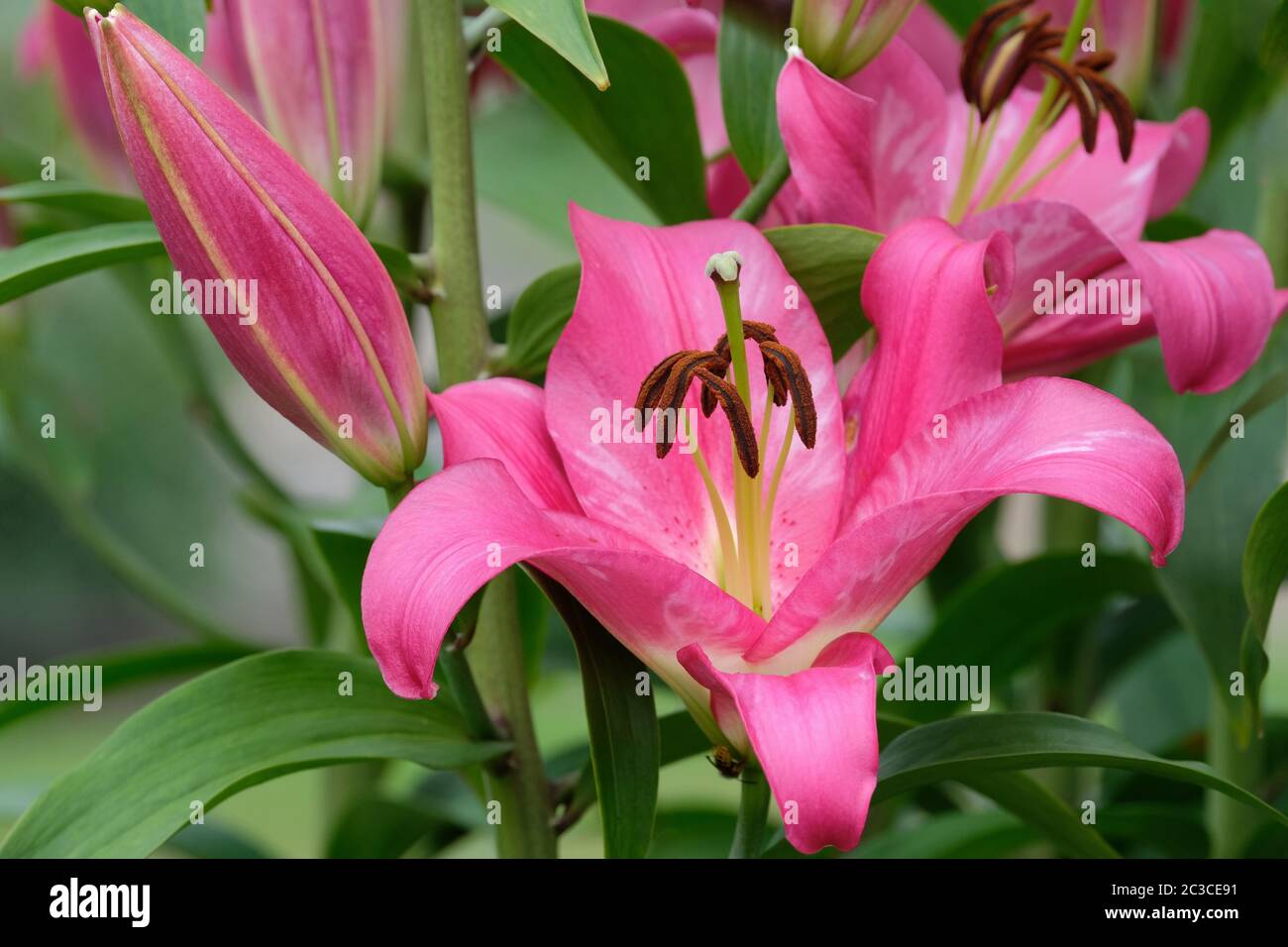 Primer plano de las flores rosadas profundas del lirio oriental 'brusago', Lily Brusago, LILY ORIENTAL BRUSAGO Foto de stock