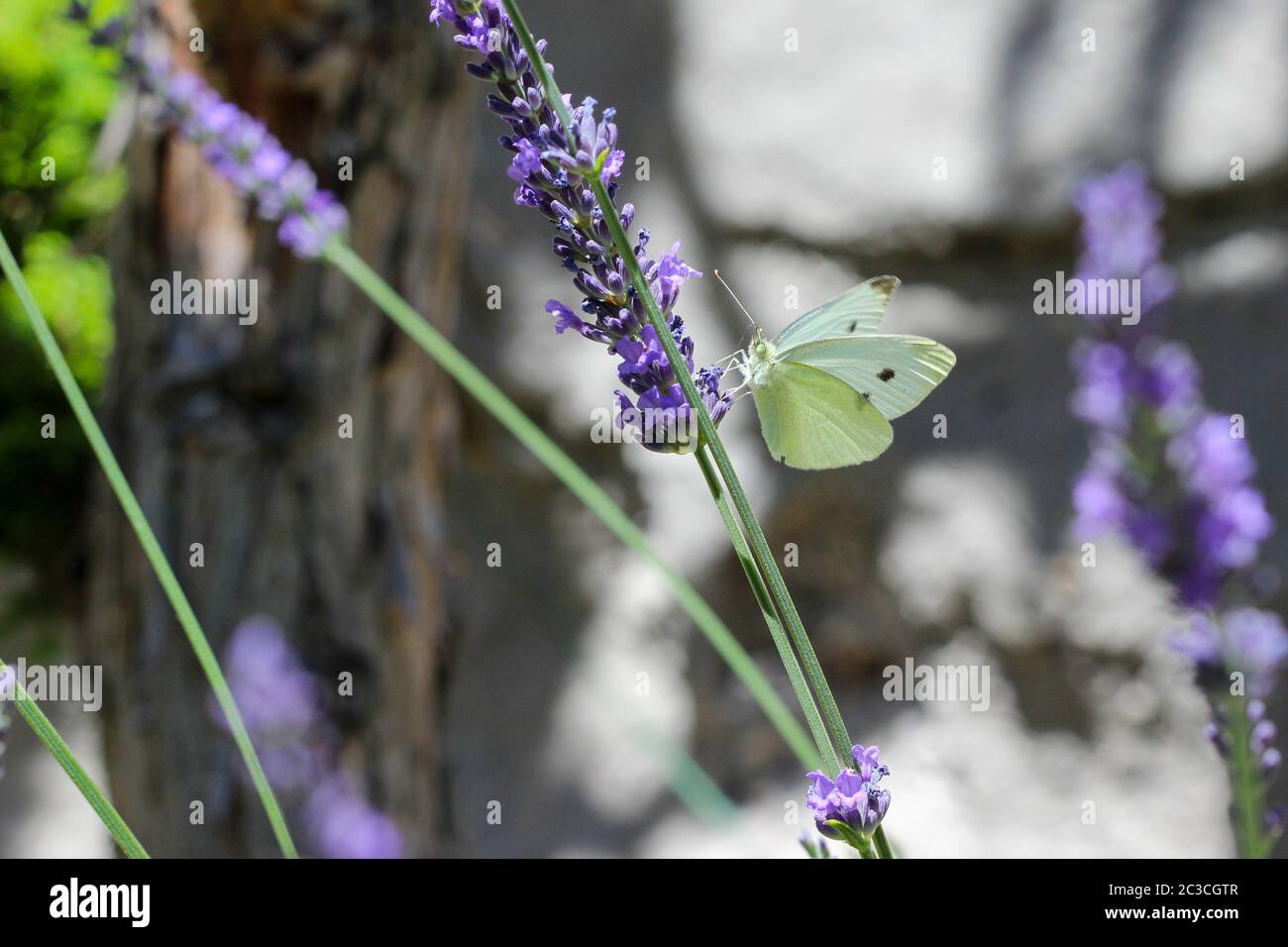 El repollo blanco Pieris rapae (mariposas) en una flor de lavanda Foto de stock