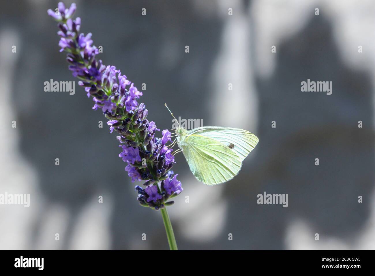 El repollo blanco Pieris rapae (mariposas) en una flor de lavanda Foto de stock